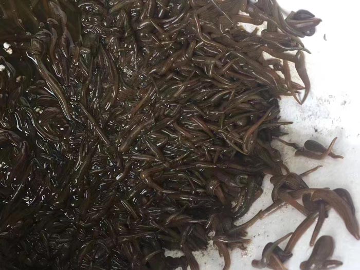 美彩国际幼苗