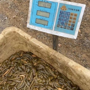 美彩国际幼苗
