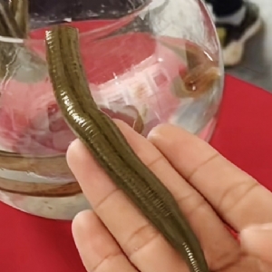 美彩国际成苗