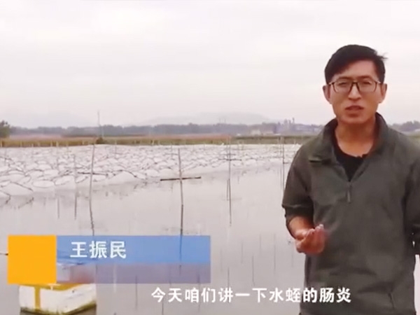 美彩国际胀气型肠炎产生法规及防治步骤